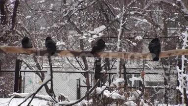 鸟类冬季<strong>背景视频</strong>